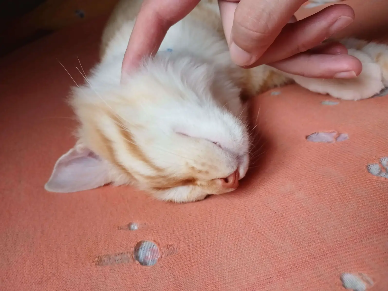 gatinhos